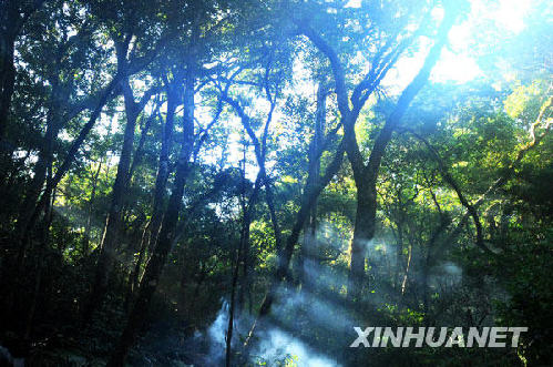 在海南佳西保护区云雾林，早晨的阳光透过薄雾缭绕的雨林（摄于9月8日）。