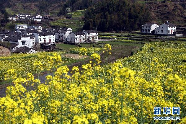 #（生态）（5）金色花海美乡村