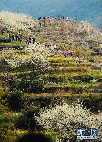 大美中国：“山花烂漫”