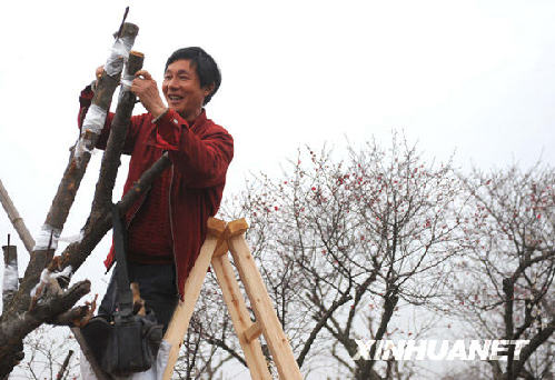 2月24日，长兴县林城镇一名梅花种植户正在嫁接梅树。