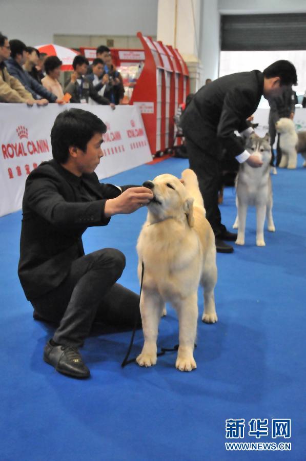 #CHINA-ZHEJIANG-HANGZHOU-PET-FESTIVAL(CN)