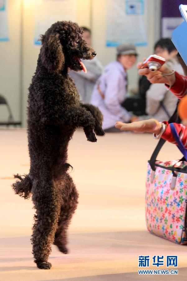 #CHINA-ZHEJIANG-HANGZHOU-PET-FESTIVAL(CN)