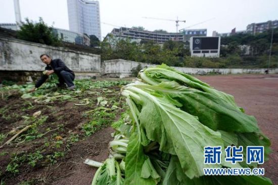 11月27日，在重庆大田湾体育场内，一位种菜的居民在收菜。因改造修缮迟迟不动工，场地日常的维护和管理越来越困难，重庆第一座体育场——大田湾体育场逐渐荒废，一些居民在场地内开辟出了菜地。 新华社记者 李健 摄