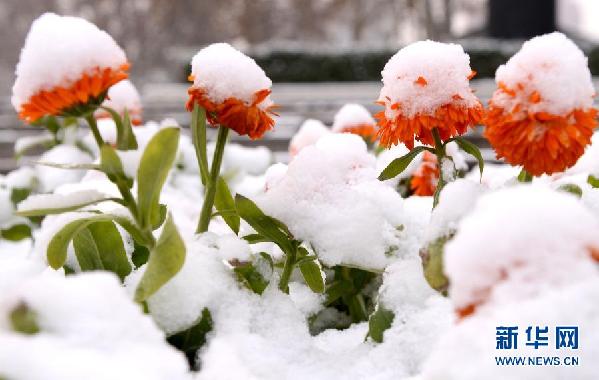 （生态）（7）数九寒天雪中开始 