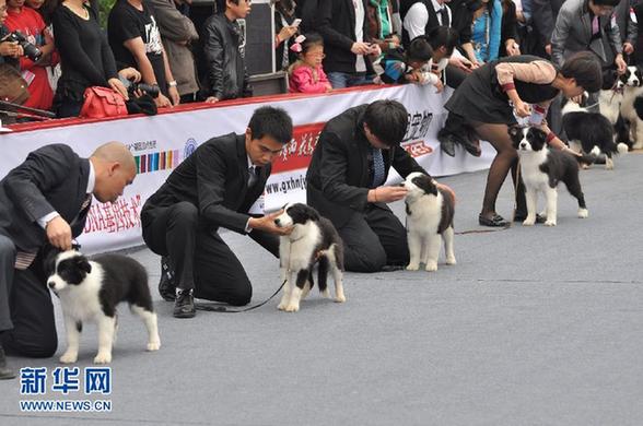 #（晚报）（2）名犬“选美”