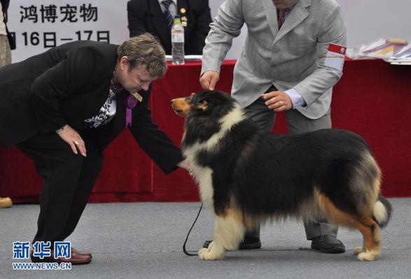 #（晚报）（3）名犬“选美”