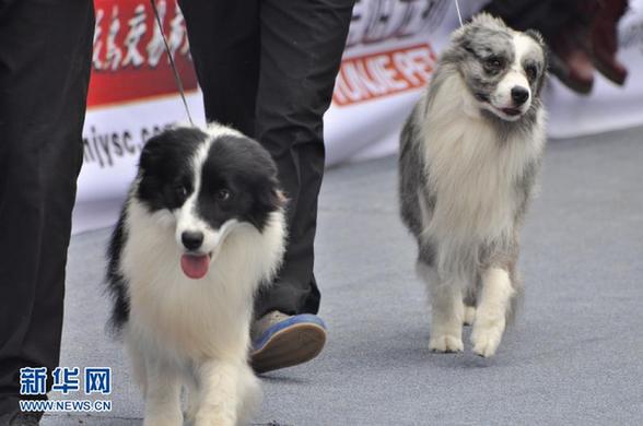 #（晚报）（5）名犬“选美”