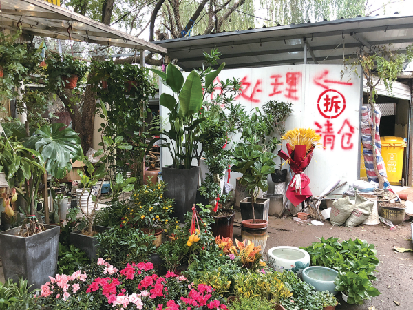 萧山花鸟市场图片