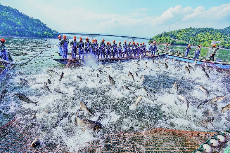千岛湖：鱼“跃”绿水青山间-杭州影像-杭州网