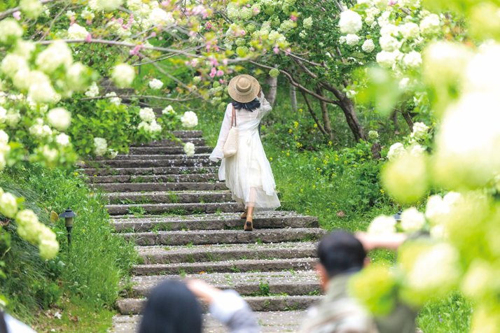 湘湖木绣球步道 记者 夏阳 摄