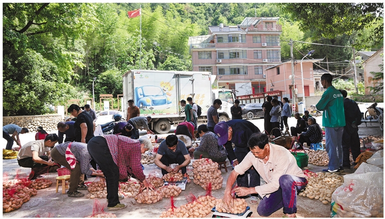 百年枫香树下的村口广场上,村民们围坐分拣、称重,把土豆一袋袋打包,忙而不乱,井然有序。远处,五星红旗迎风招展。