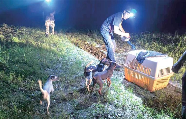 太仓犬夜训