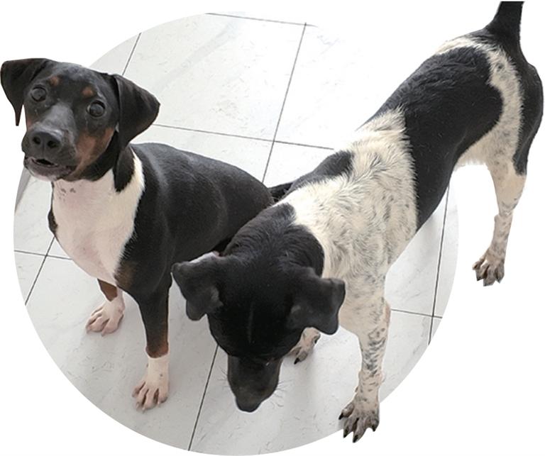 两只太仓犬在犬舍里