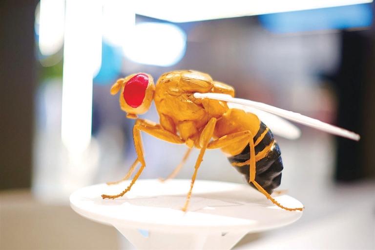 赛博果蝇