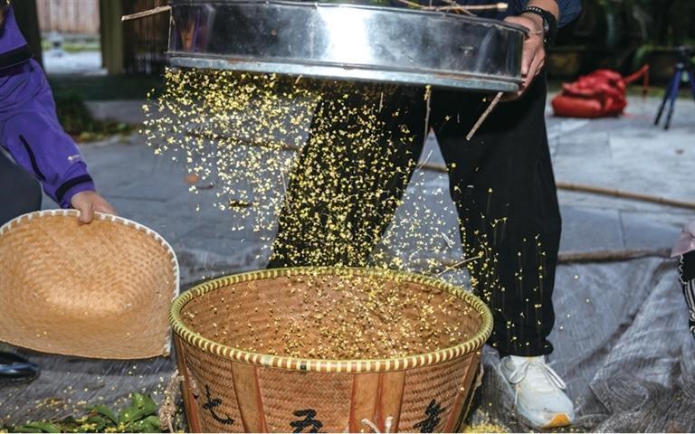 刚打下来的桂花先要初筛一遍