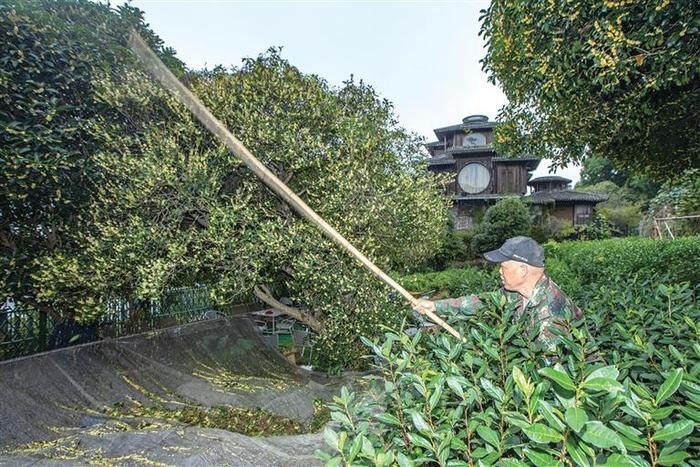 满觉陇村,村民杨忠伟在自家的茶田里打桂花。