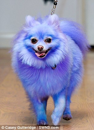 Harvey Moon the Pomeranian dog, from Bournemouth, who is only happy when he is dyed