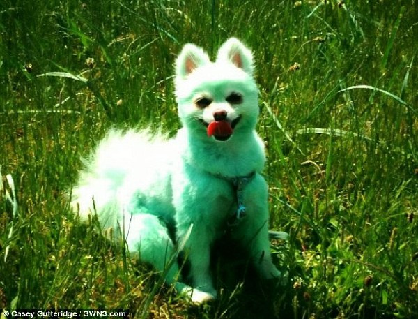 Colourful personality: Harvey Moon the Pomeranian dog who is only happy when he is dyed