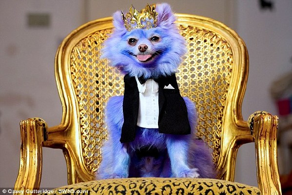 Dapper: Sporting a crown and tuxedo, a violet Harvey Moon looks every bit the pampered pooch 