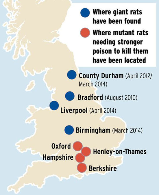 英国老鼠数量达8千万只 60厘米硕鼠不怕鼠药(图)