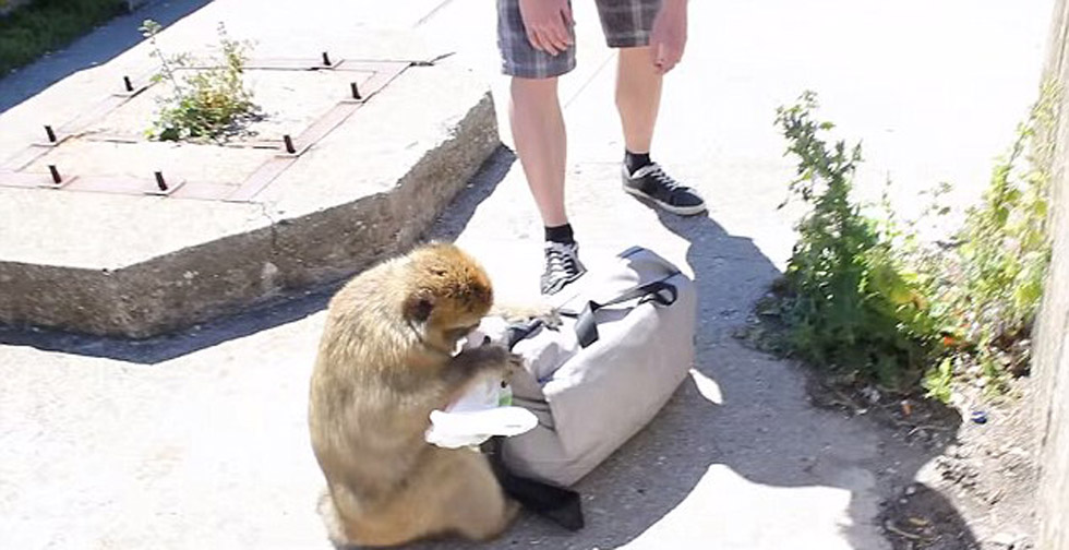 顽皮猕猴从游客背包里偷午餐